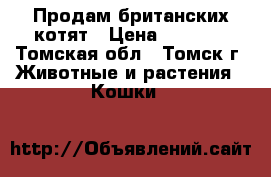 Продам британских котят › Цена ­ 1 000 - Томская обл., Томск г. Животные и растения » Кошки   